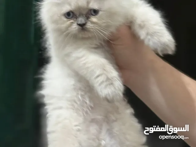 Himalayan piggy face