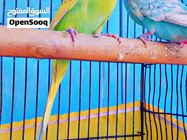 جوز حب بايض وبكمل بيض بسعر12نهائي