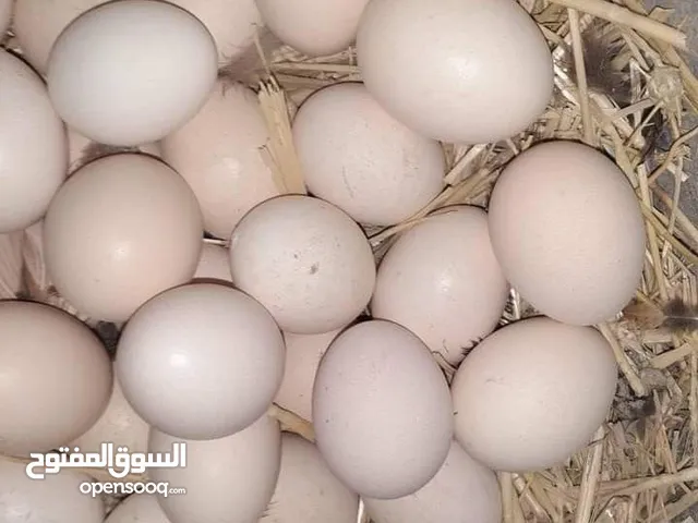 دحي عربي ميه في الميه