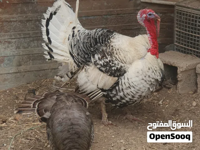 الديك الرومي