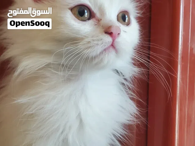 قط ابيض شيرازي تركي (كيتن)