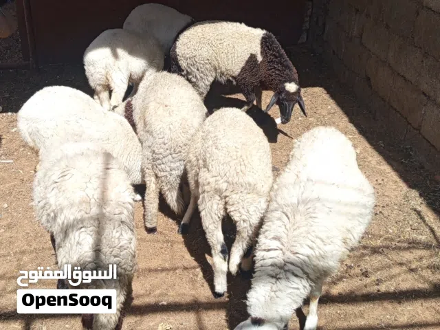 خروف و فطايم ربي يبارك