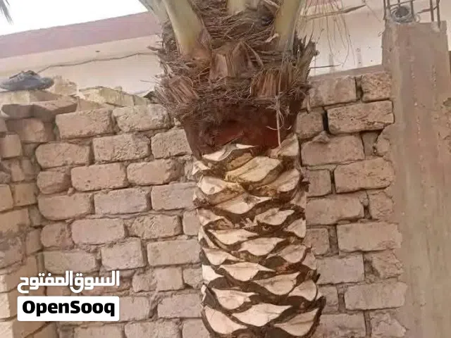 اسطي نخل واشجار تنظيف نخل وتقليع جبار و تعكيس وهز برونسي طابوني بيوضي وقص حلاوي ويوجد