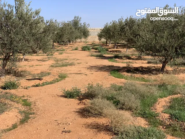 Farm Land for Sale in Benghazi Um Mabrokah