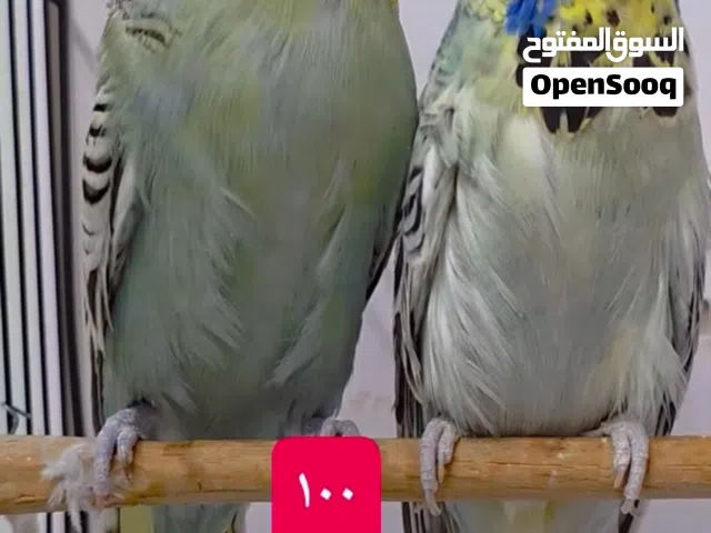 طيور حب بادجي