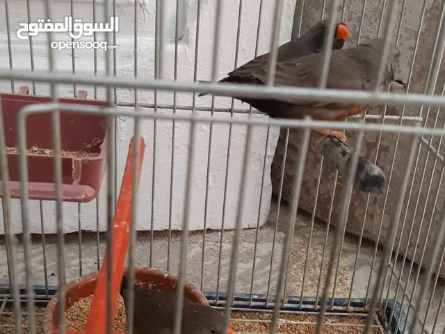 زوز كوبيات شاركول