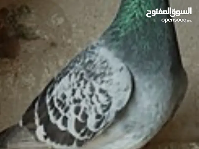 فروخ زاجل ريس