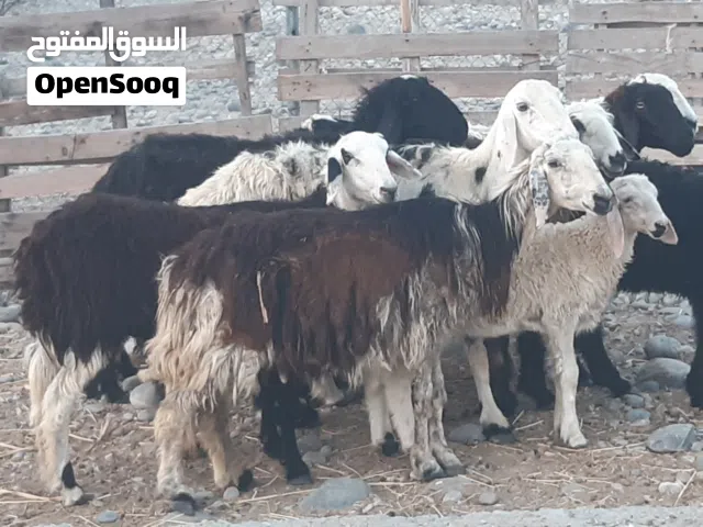 جعد 7 وحملات 3 وكبش 1 ماشاء الله