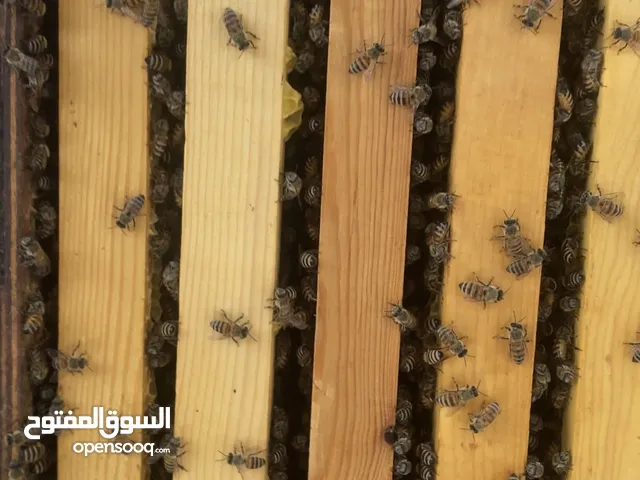 نحل عسل عماني