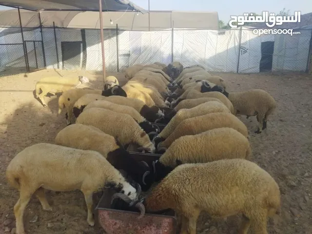 كباش نعيمي بيور