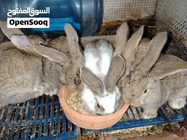 فراخ هجين اوكراني على الماني العدد 5 العمر 35 يوم الاب اوكراني ابيض و الام المانيه برشا صحه و نظافه