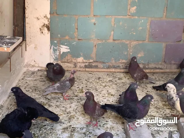 للبيع حمام لوت