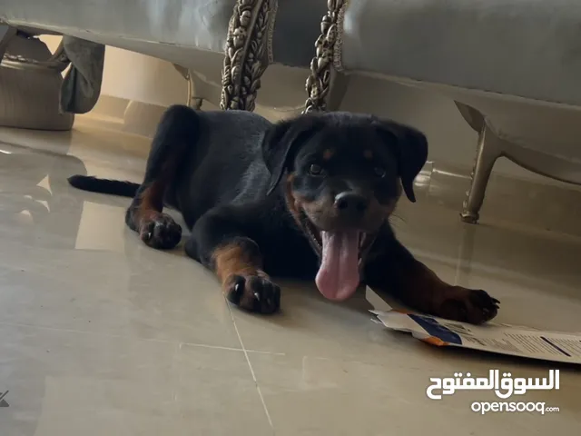 جرو روت وايلر