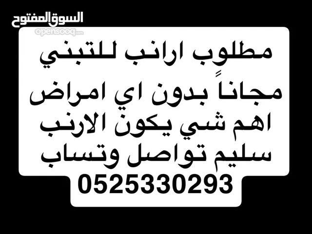 مطلوب ارانب تبني مجانا