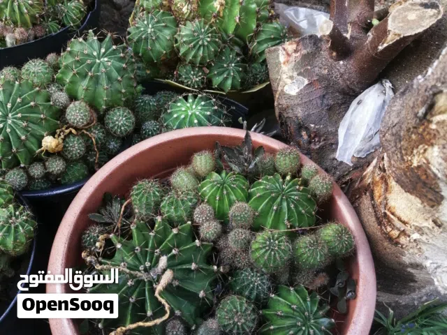 نبات الصبار