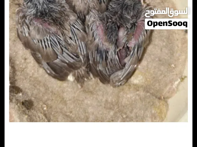 مطلوب فرخ بلبل