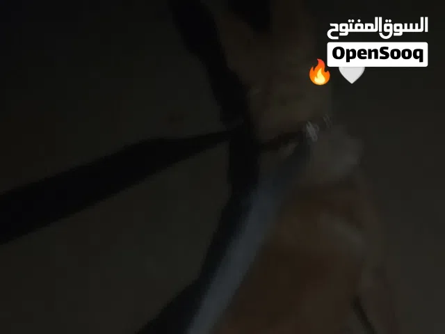 كلبه مالينوا كلاسيكيه للبيع سعر ساوم رقم