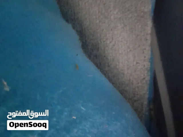 سجاد مستعمل ونظيف