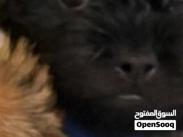 بودل عمره شهرين