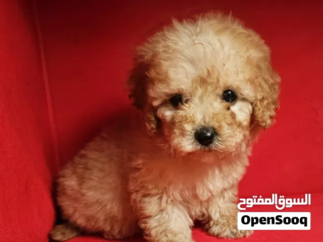 toy poodel  توي بودل