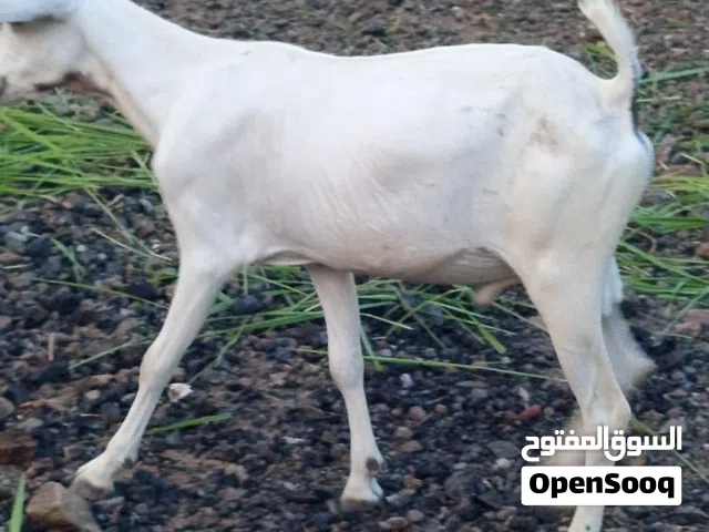 للبيع جدايه صومالية احجام ممتازه