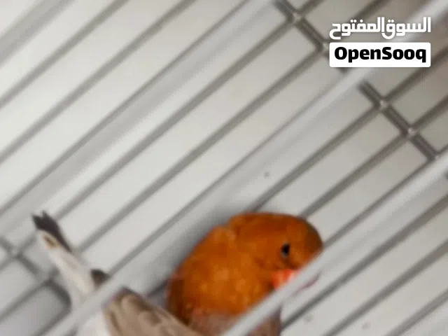 فناجز للبيع تك   مكس أو سوبر