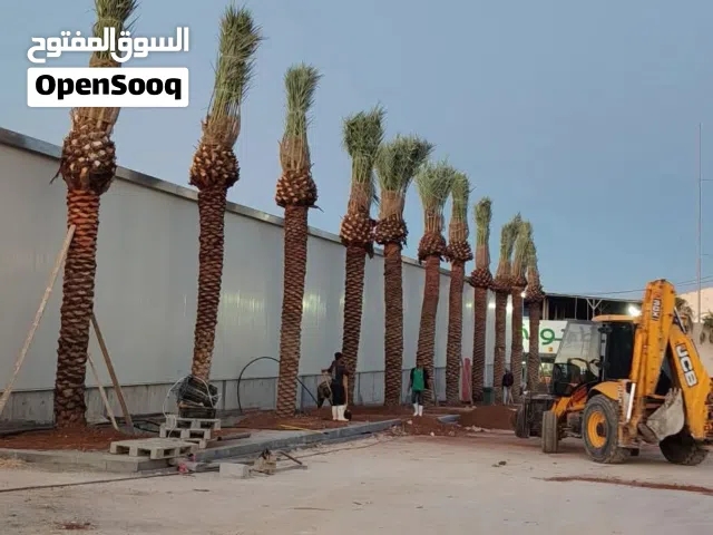 افضل اصناف النخيل الواشنطونيا الزينة النخل المثمر