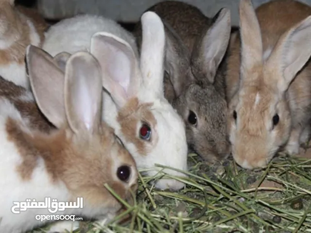 متوفرات إناث أرانب عمانيه جاهزه للإنتاج