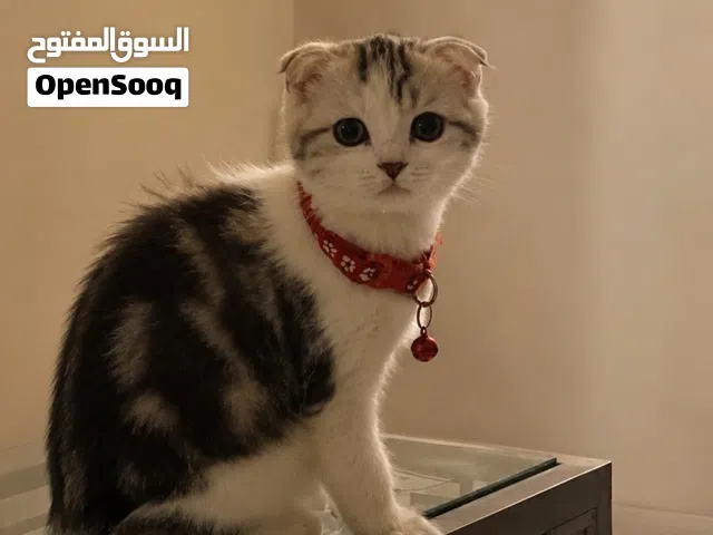 كيتين ، سكوتش فولد للبيع