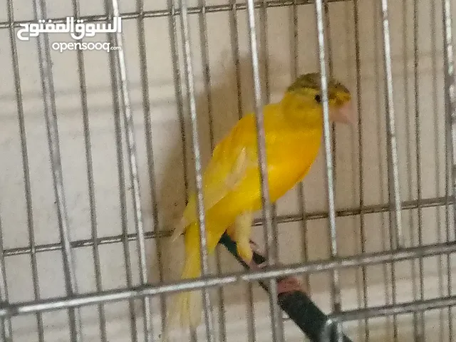 مجموعات طيور