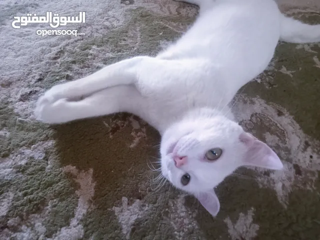 قطة شيرازيه صغيره