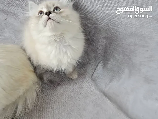 مشاء الله تبارك الله قطط للبيع