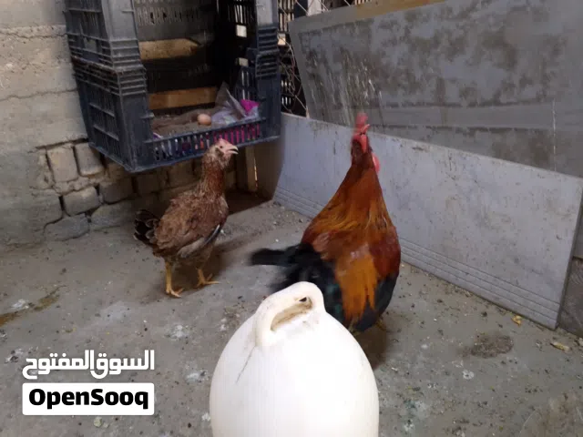 دجاج للبيع فقط