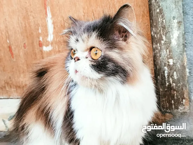 تخبل بل لعب ولطيفه وحلوه