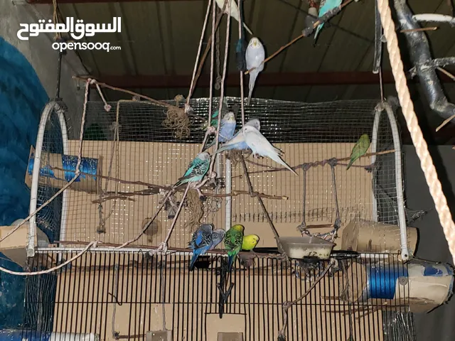 طيور الحب بادجي منتجه
