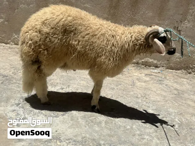 خروف للبيع في سعر منختلفوش  ربي يبارك فيه مسلان ربي يبارك في حبه  فيه حاجه مرجوعع لخروف