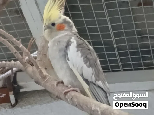 طيور كوكتيل
