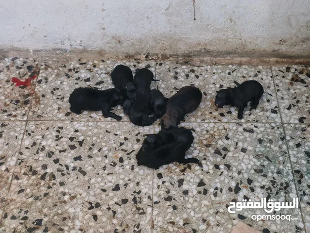 جراء مالينو للبيع مال تصفيه ... نقاوه فول