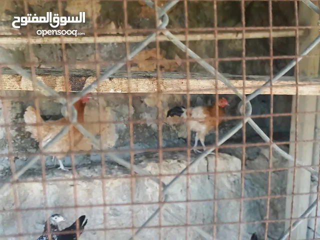 جاج بلدي نخب