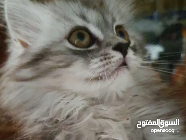 قطط شيرازى بيور للبيع السن 3 شهور