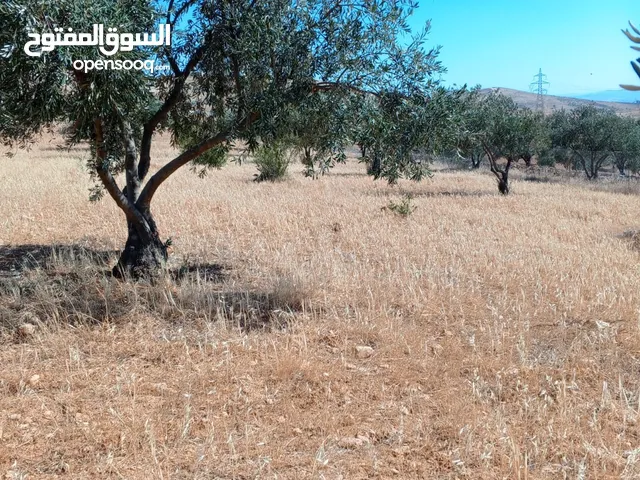 Farm Land for Sale in Mafraq Ain wa Al-Ma'mariyyeh