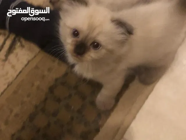 قطط سكوتش همالايا إناث
