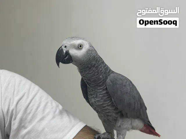 ببغاء للبيع