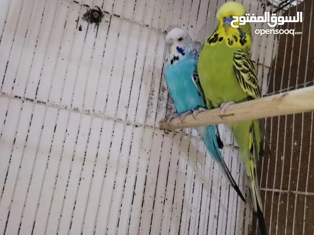 متاح زوج نكليزي دماء قويه