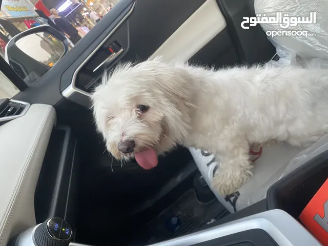 كلب تيرير فحل للبيع