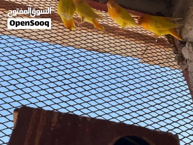 كوبيات اورانج اوبلاين لفة تامة كل وحدة تحتها 3 فروخ