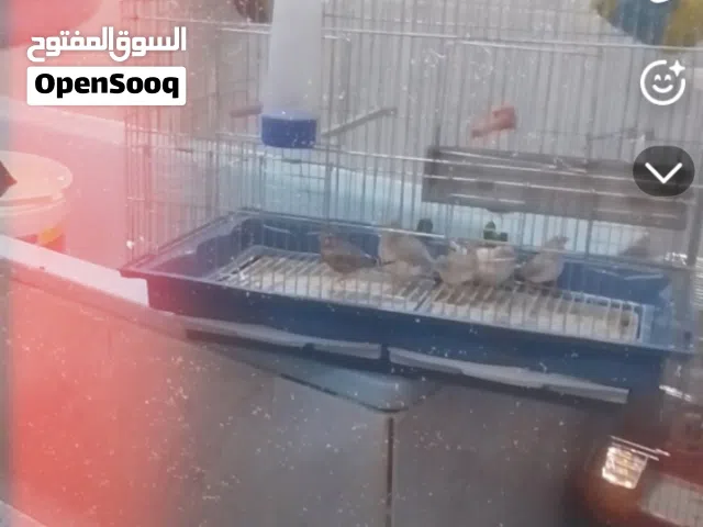 في بقلينو للبيع انتيه هوقرمو اودكر رينبوا 150 او زيبرا بلا قفص بي 90 اوساهل