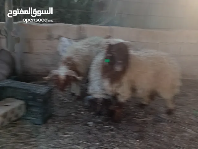 خرفان عدد ثلاثه بلدي اعمار 8 شهورماشالله