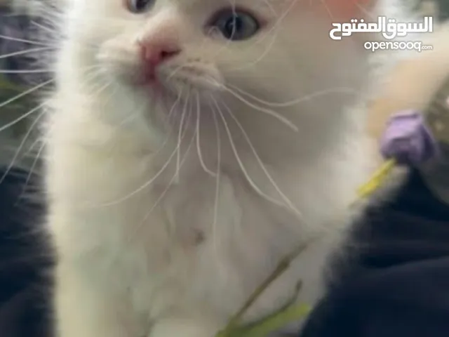 اربع قطط مكس هملايا وشيرازي انغورا للبيع