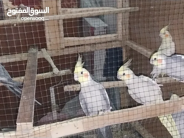 كوكتيل ممتاز جداً